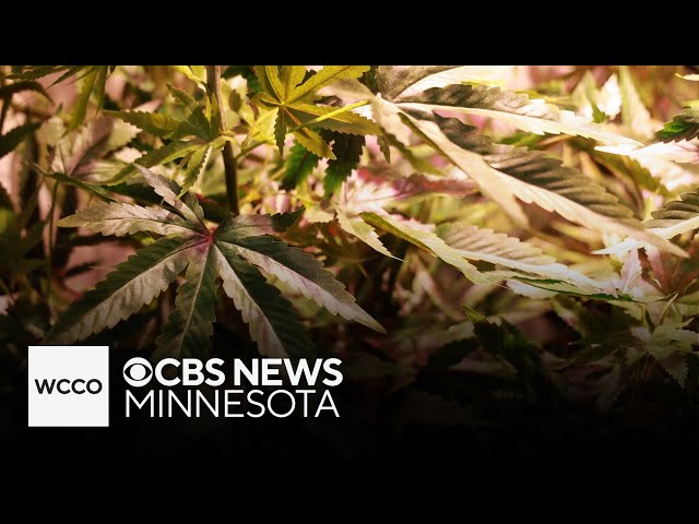 ⁣Minnesota celebrates it's first cannabis holiday since it's becom legal