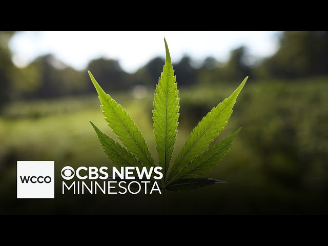⁣The important dos and Don'ts of legal cannabis in Minnesota
