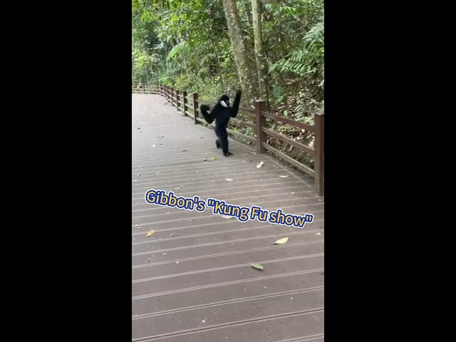 Gibbon shows "Kung Fu" at forest park in SW China