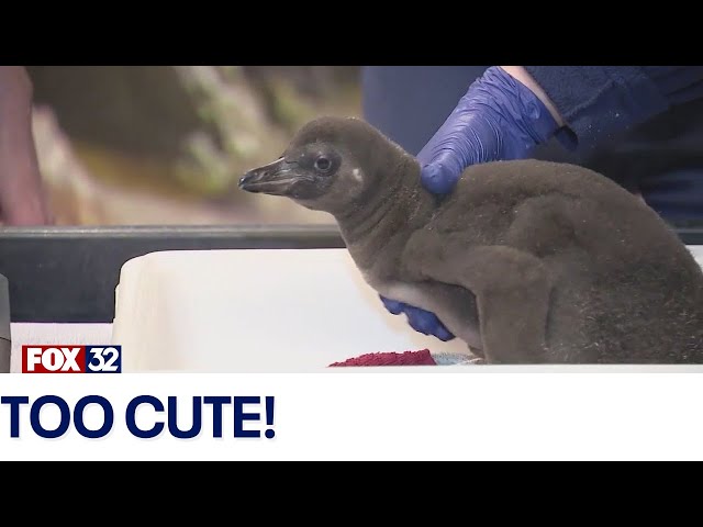 ⁣Meet Brookfield Zoo’s newest penguin