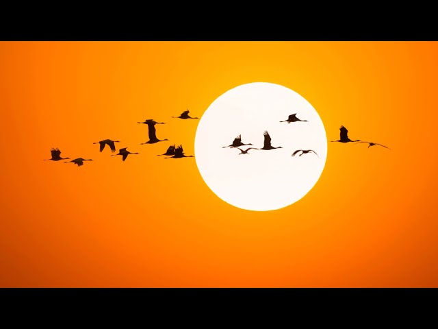 Watch: Siberian crane migration peaks in NE China's Momoge Wetlands
