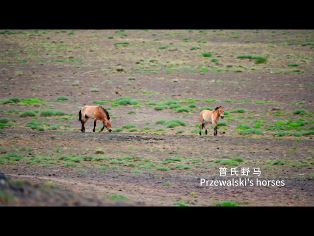 The Sounds of Xinjiang--Wild call of Przewalski's horse
