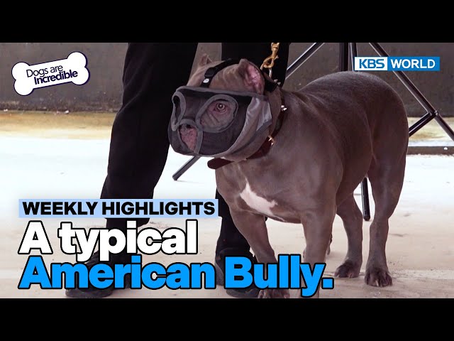 ⁣[Weekly Highlights] Remove her muzzle [Dogs Are Incredible] | KBS WORLD TV 240416