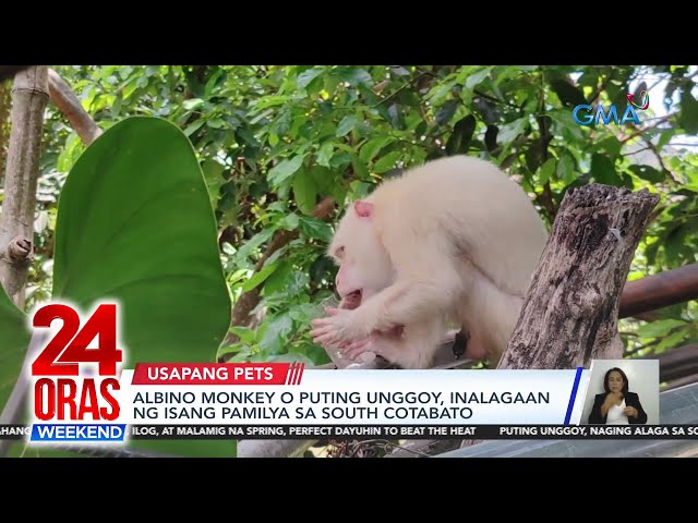⁣Albino monkey o puting unggoy, inalagaan ng isang pamilya sa South Cotabato | 24 Oras Weekend