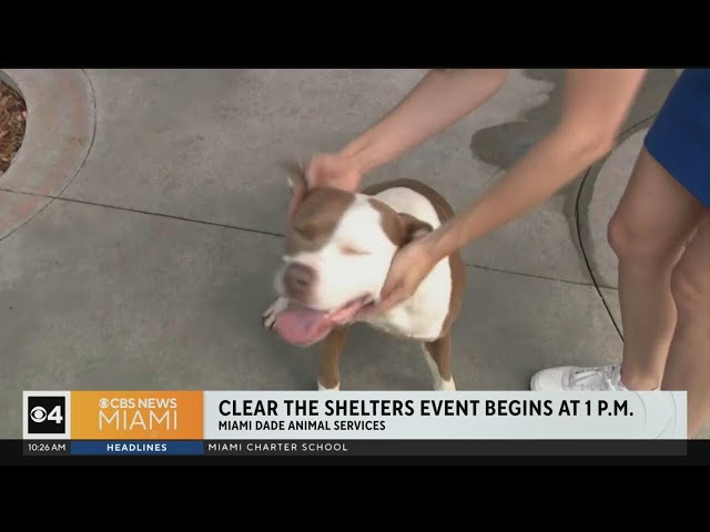 ⁣Miami-Dade's "Clear the Shelters" gives dogs a chance at adoption