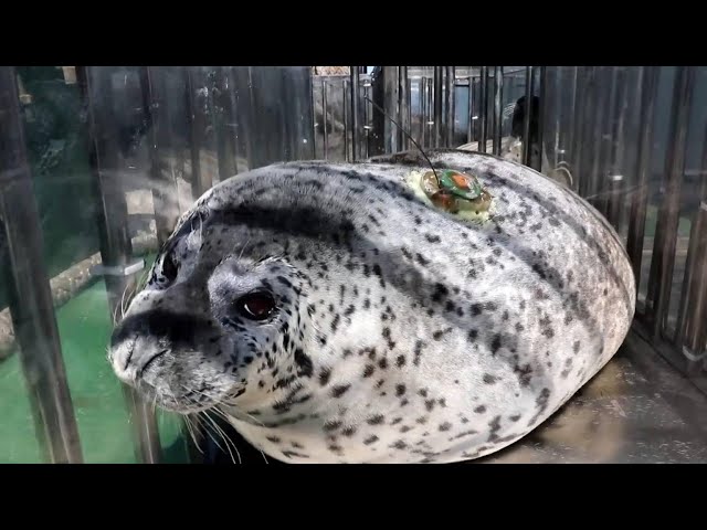 GLOBALink | 10 spotted seals released into ocean off NE China's Dalian