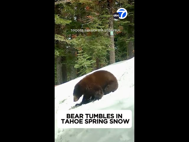 ⁣Black bear tumbles in Tahoe spring snow