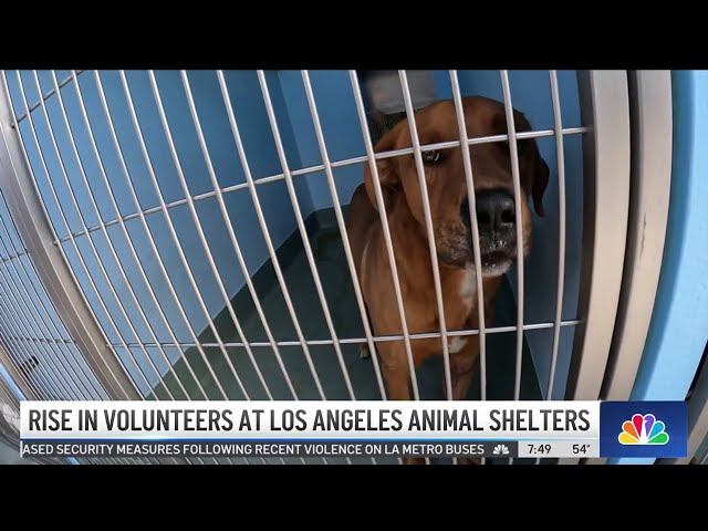 ⁣Rise in volunteers at Los Angeles animal shelters