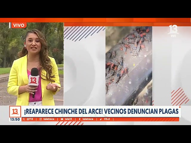 ⁣Chinche del Arce regresa: Vecinos denuncian plagas