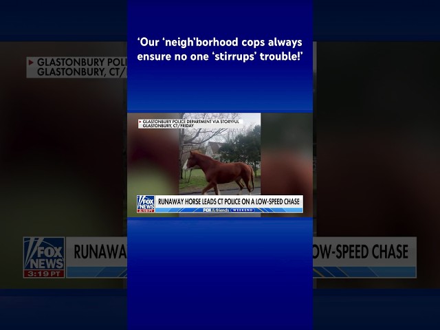 ⁣Runaway horse prompts police to hold caption contest #shorts