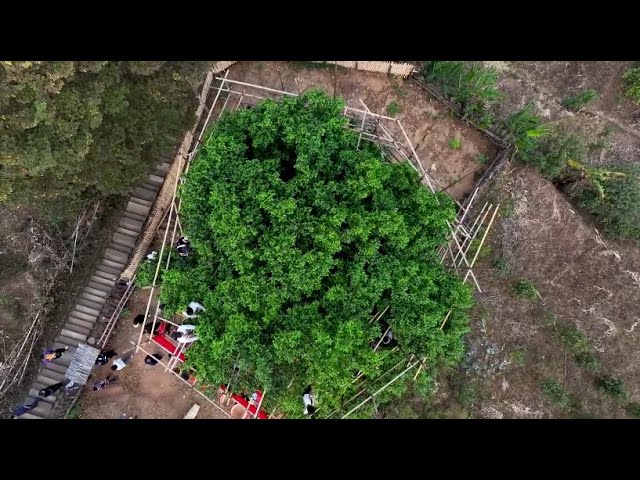⁣1,000-year old tea tree honored with tea-picking ceremony in Yunnan