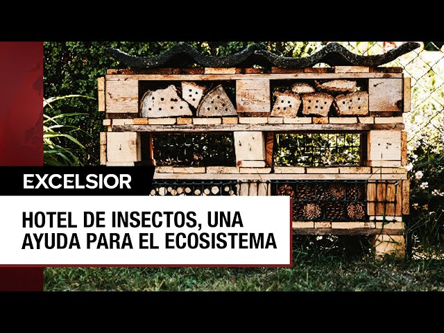 ¿Qué son los hoteles para insectos y para qué sirven?