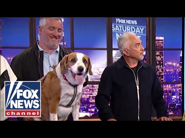 ⁣'Dog Whisperer' shares his secrets to canine success