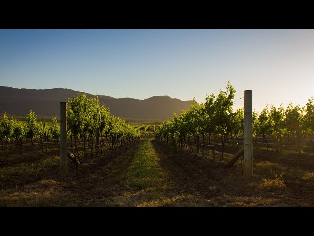 ⁣Victorian wine growers fear solar farm will ‘decimate’ Heathcote tourism