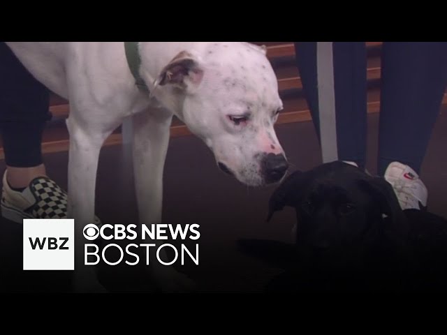 ⁣3 sweet dogs up for adoption at Buddy and Friends Animal Rescue