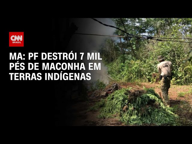 ⁣MA: PF destrói 7 mil pés de maconha em terras indígenas | AGORA CNN