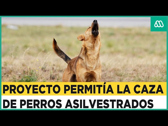 ⁣Proyecto permitía la caza de perros asilvestrados: Expertos critican el rechazo a la propuesta