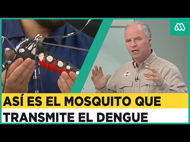 ⁣Alerta en Chile por Dengue: Así es el mosquito que lo transmite