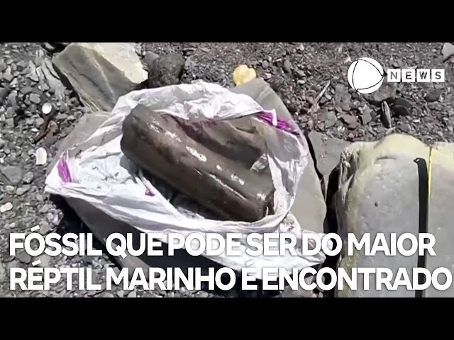 Fóssil que pode ser do maior réptil marinho é encontrado