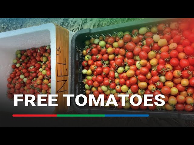 ⁣Farmer gives away thousands of kilos of tomatoes after El Nino affects crop | ABS-CBN News