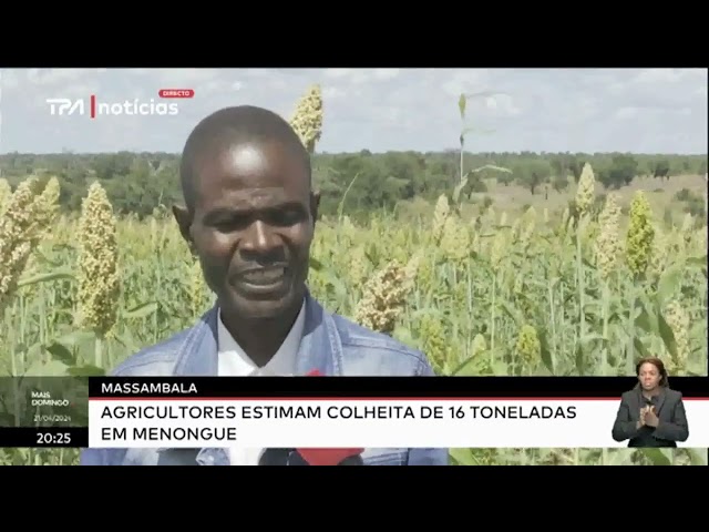 Massambala - Agricultores estimam colheita de 16 toneladas em Menongue
