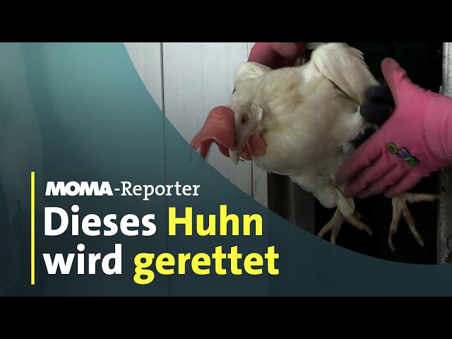 ⁣So funktioniert die Hühnerrettung I ARD-Morgenmagazin