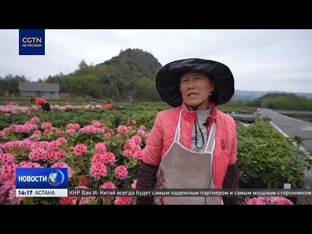 ⁣Цветение азалий в Национальном парке помогает развитию экономики городка на юго-западе Китая