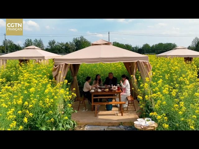 ⁣Déguster une fondue chinoise au cœur des champs de colza en fleurs