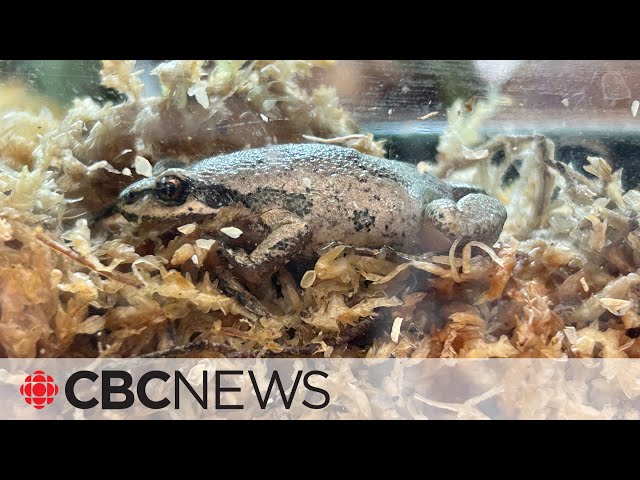 Can conservationists save this species of frog?