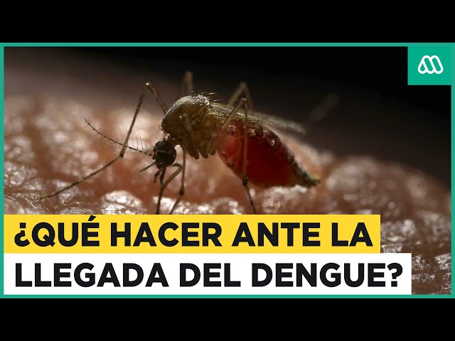¿Qué hacer ante la llegada del dengue? Las dudas sobre su contagio