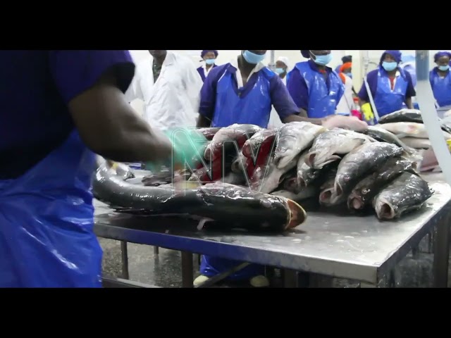 Lake Victoria fish stocks rebound, EAC concerns