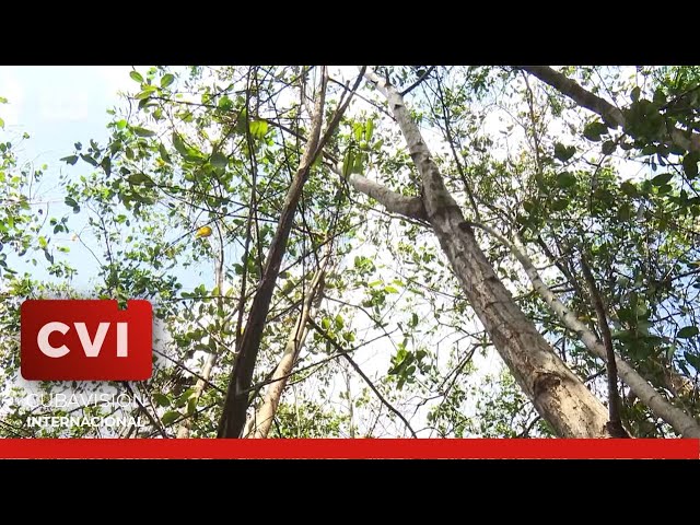 El paisaje natural Ensenada de Tiscornia está considerado un oasis de la zona costera de La Habana