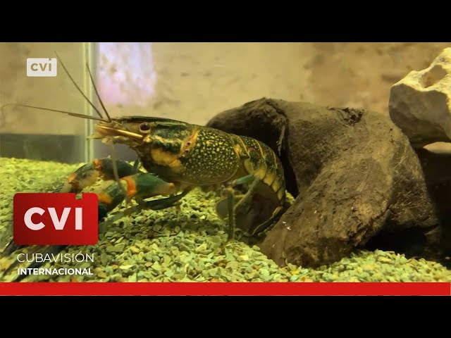 El Aquarivm de la Habana: espacio singular de la Oficina Del Historiador de la Ciudad de la Habana