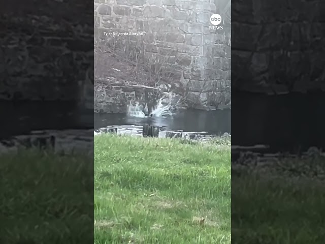 ⁣Mama bear saves cub after it falls in river