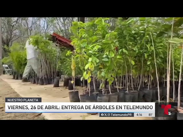 Telemundo y "Para la naturaleza" entregarán 600 árboles