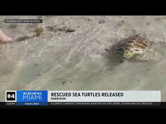 Rescued turtles returned to the sea