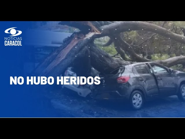 ⁣Árbol cayó en vía pública del norte de Bogotá y destruyó seis carros