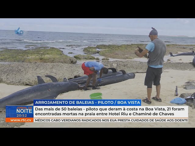 ⁣Encontradas 21 baleias mortas entre Hotel Riu e Chaminé de Chaves, de mais de 50 na Boa Vista