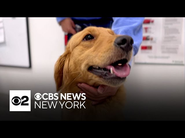 Dogs rescued from around the world get their second chance in Brooklyn