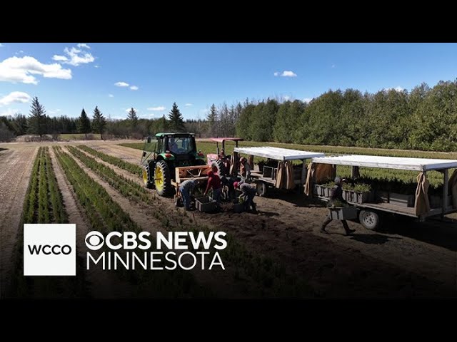 ⁣What is being done to save Minnesota's Northwoods