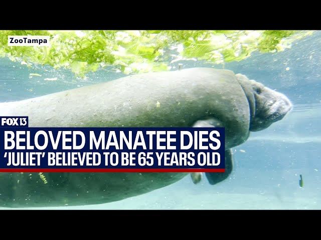 ⁣One of the oldest manatees in Florida dies