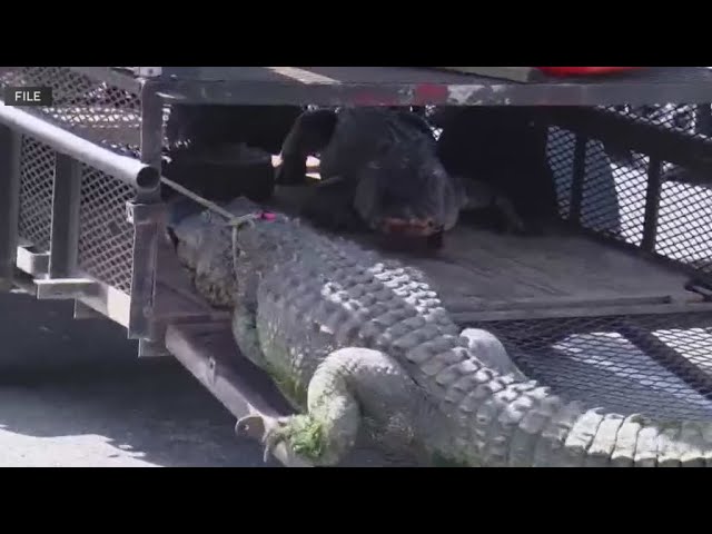 Two Florida men have wild gator encounters