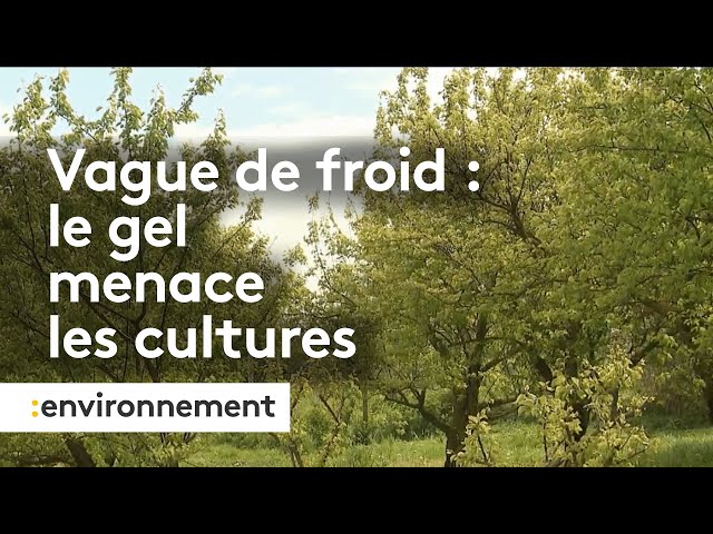 Gel tardif : la vague de froid menace les cultures