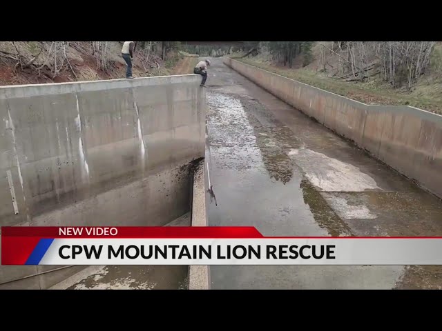 ⁣Yearling mountain lions rescued from Vallecito Reservoir spillway
