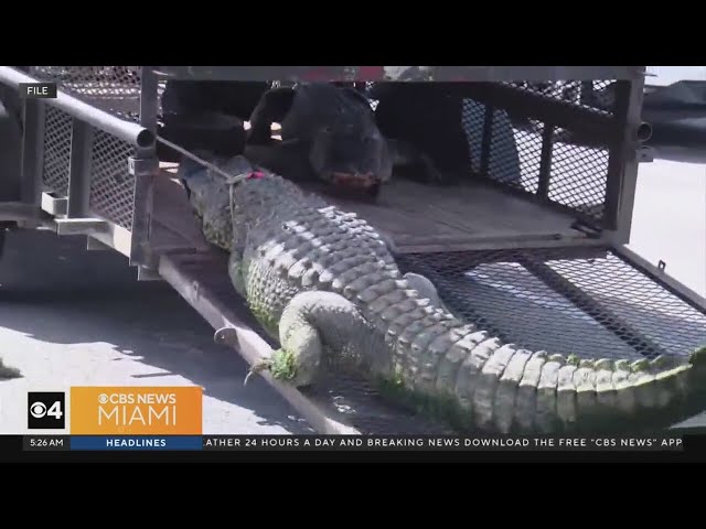 ⁣Florida Man runs over 11-foot gator to save neighbor from attack