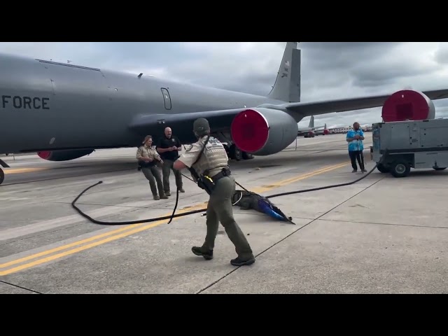 ⁣VIDEO: Gator wrangled on tarmac of Florida Air Force base