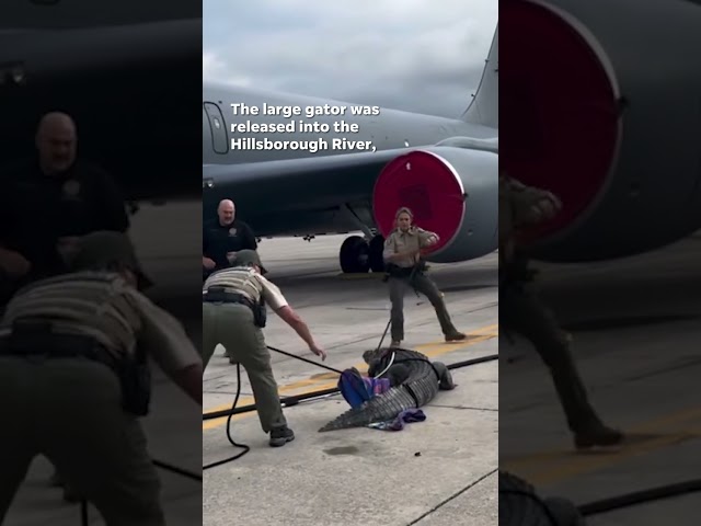 ⁣Huge alligator scuffles with wranglers on Air Force tarmac #Shorts