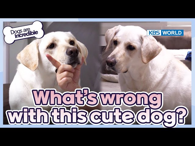 Labradors are known as angels [Dogs Are Incredible : EP.216-1] | KBS WORLD TV 240423
