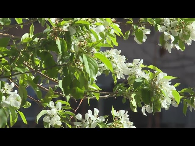 ⁣‘Be a Smart Ash’ initiative plants trees for free around Denver neighborhoods