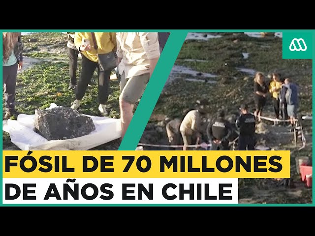 Mujer encuentra en Chile un tesoro fósil de 70 millones de años